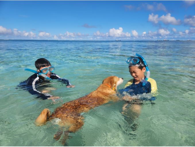 사이판 개와 수영