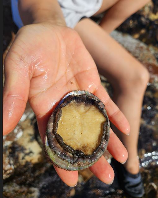 pick natural abalone