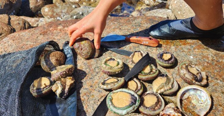 pick natural abalone