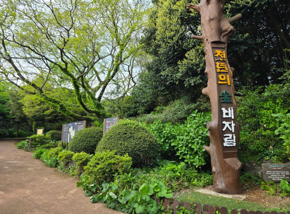 비자나무