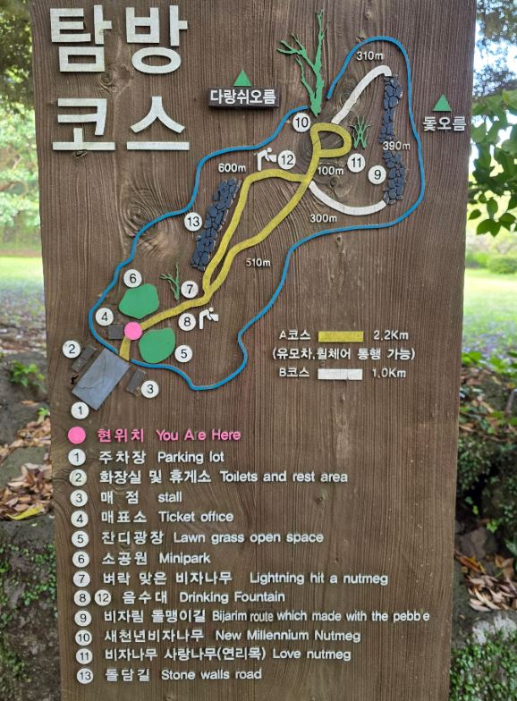 비자나무